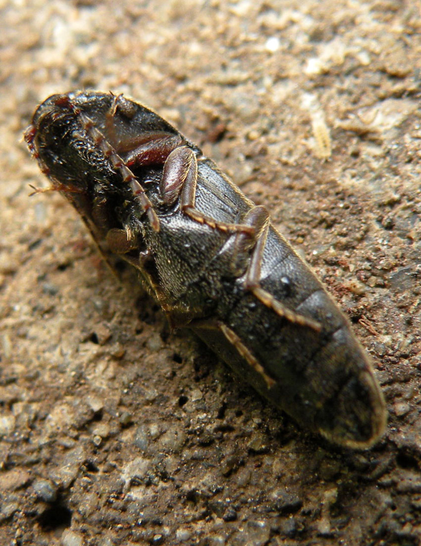 Finto morto: Melanotus crassicollis (Elateridae)